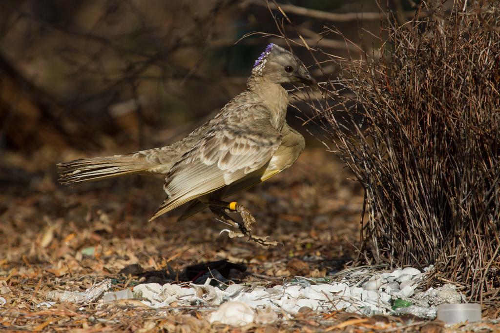 Broome Bird Observatory エクステリア 写真